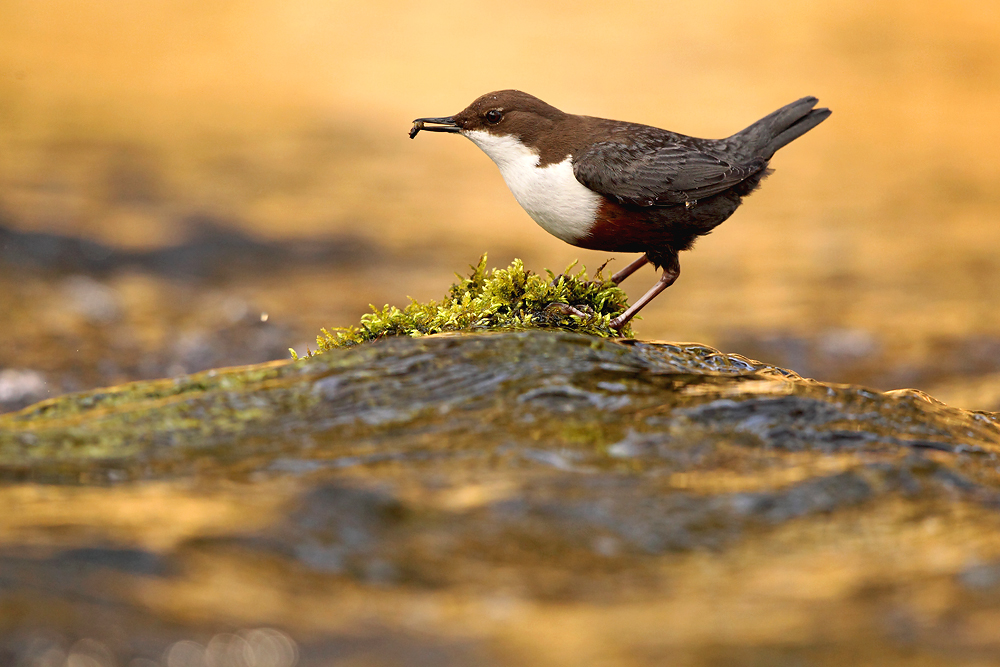 WASSERAMSEL