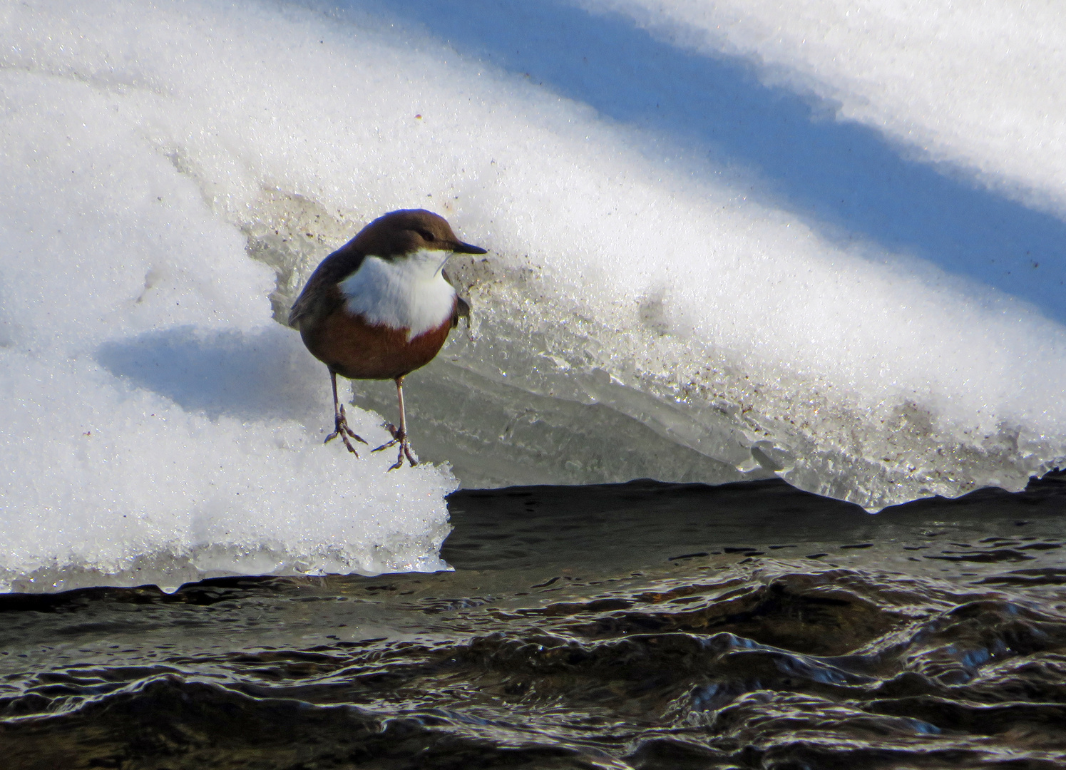 Wasseramsel 