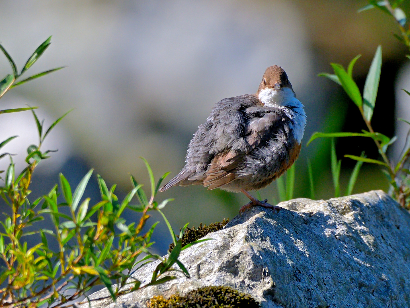 Wasseramsel 