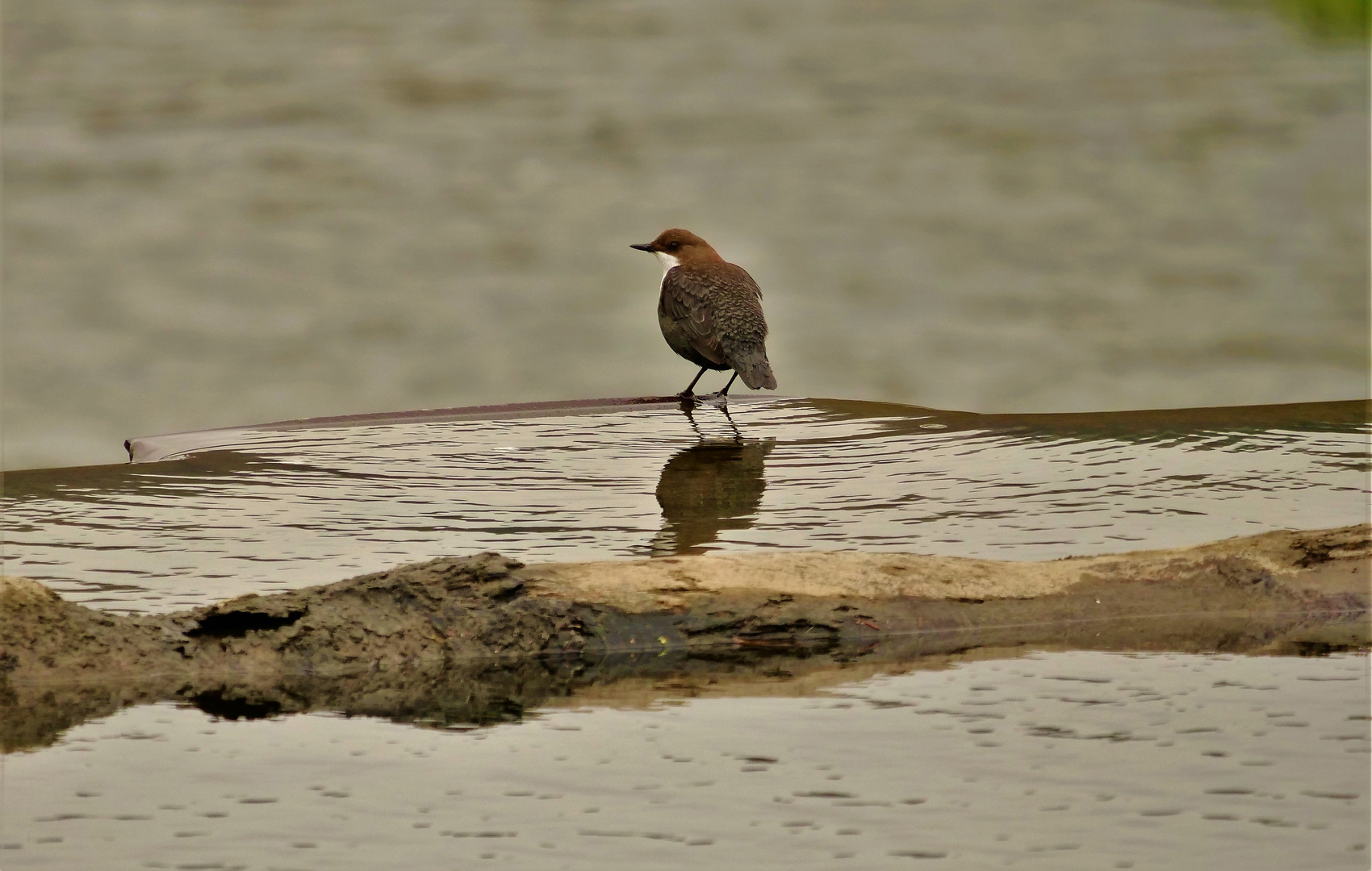 Wasseramsel. 