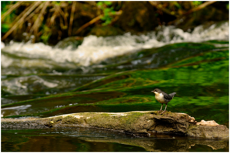 Wasseramsel