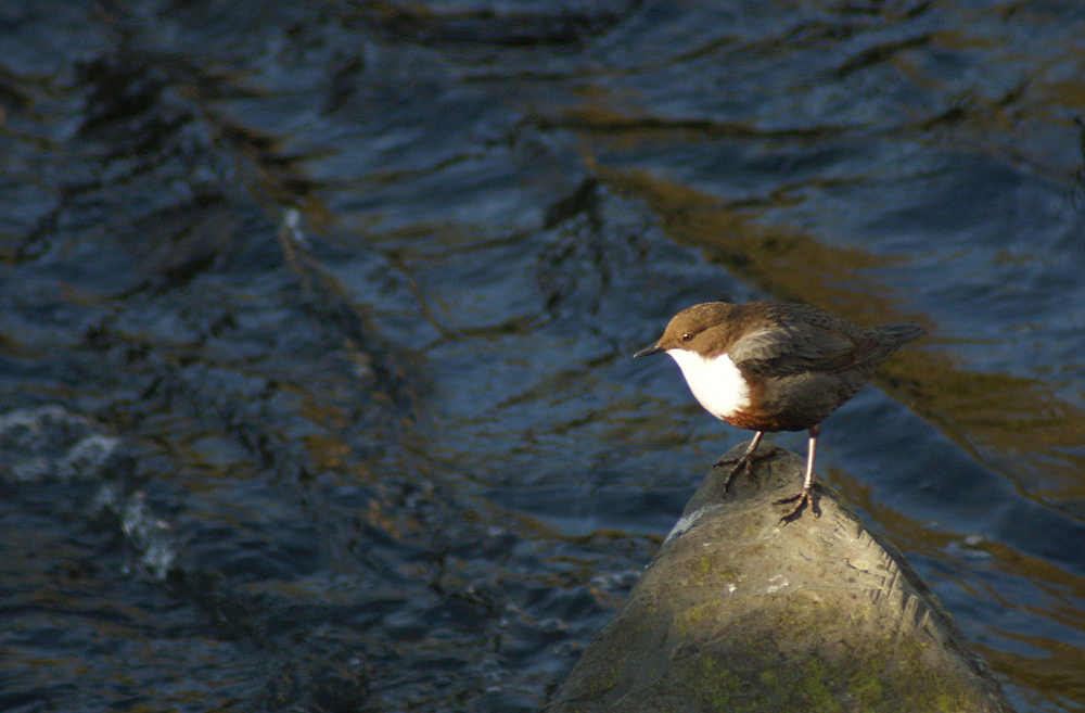 Wasseramsel 3