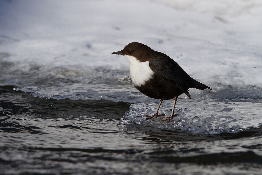 Wasseramsel 3