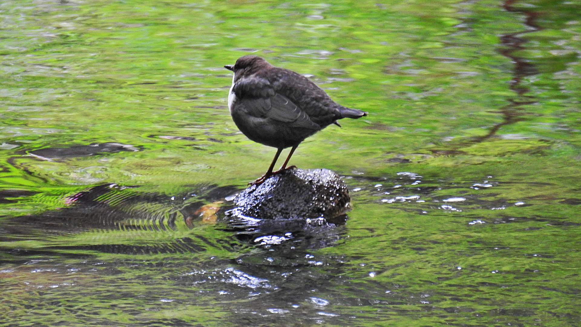 Wasseramsel 3