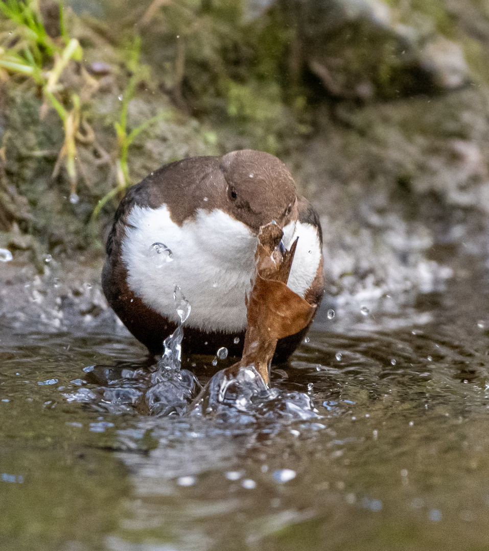 Wasseramsel 3