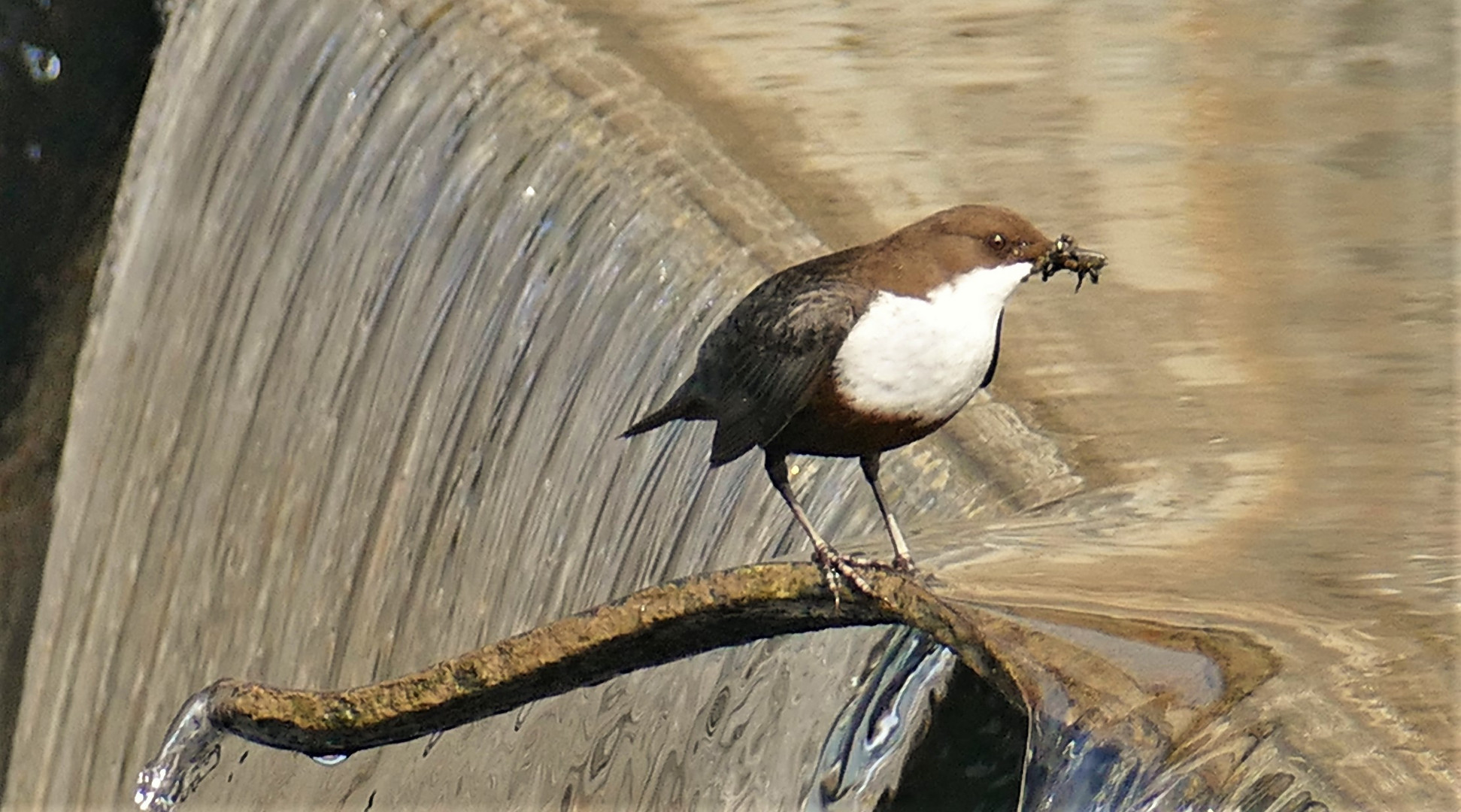 Wasseramsel