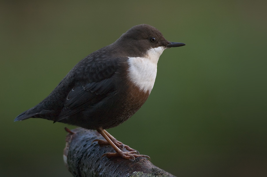 Wasseramsel