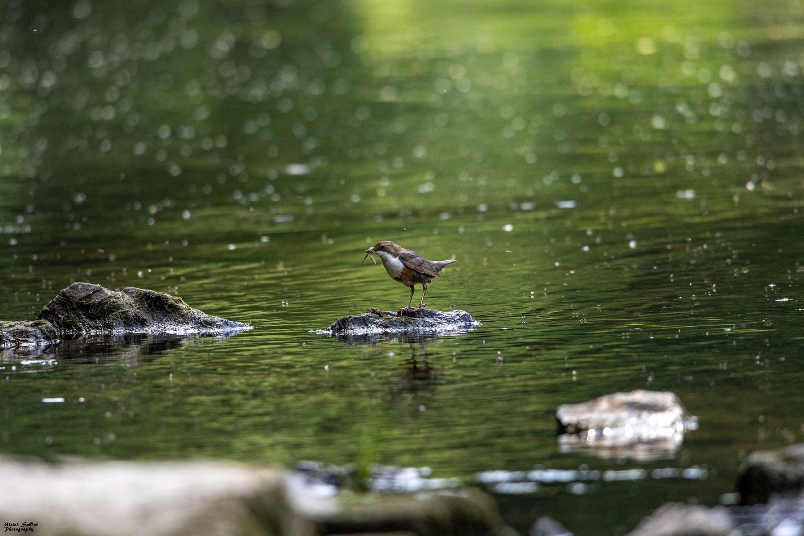 Wasseramsel