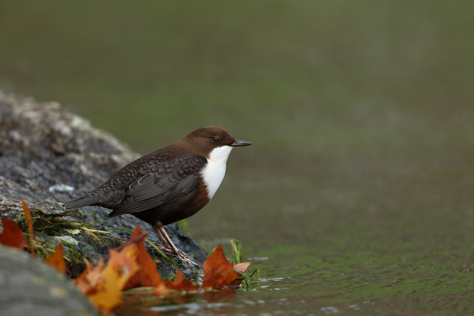 Wasseramsel 