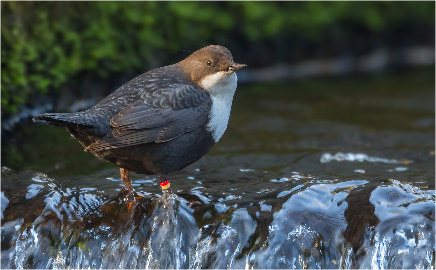 Wasseramsel