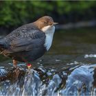 Wasseramsel