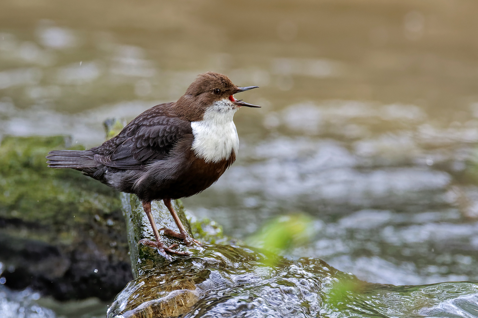 Wasseramsel