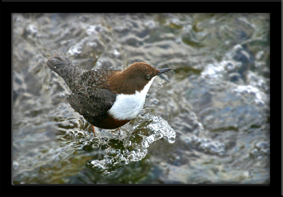 Wasseramsel