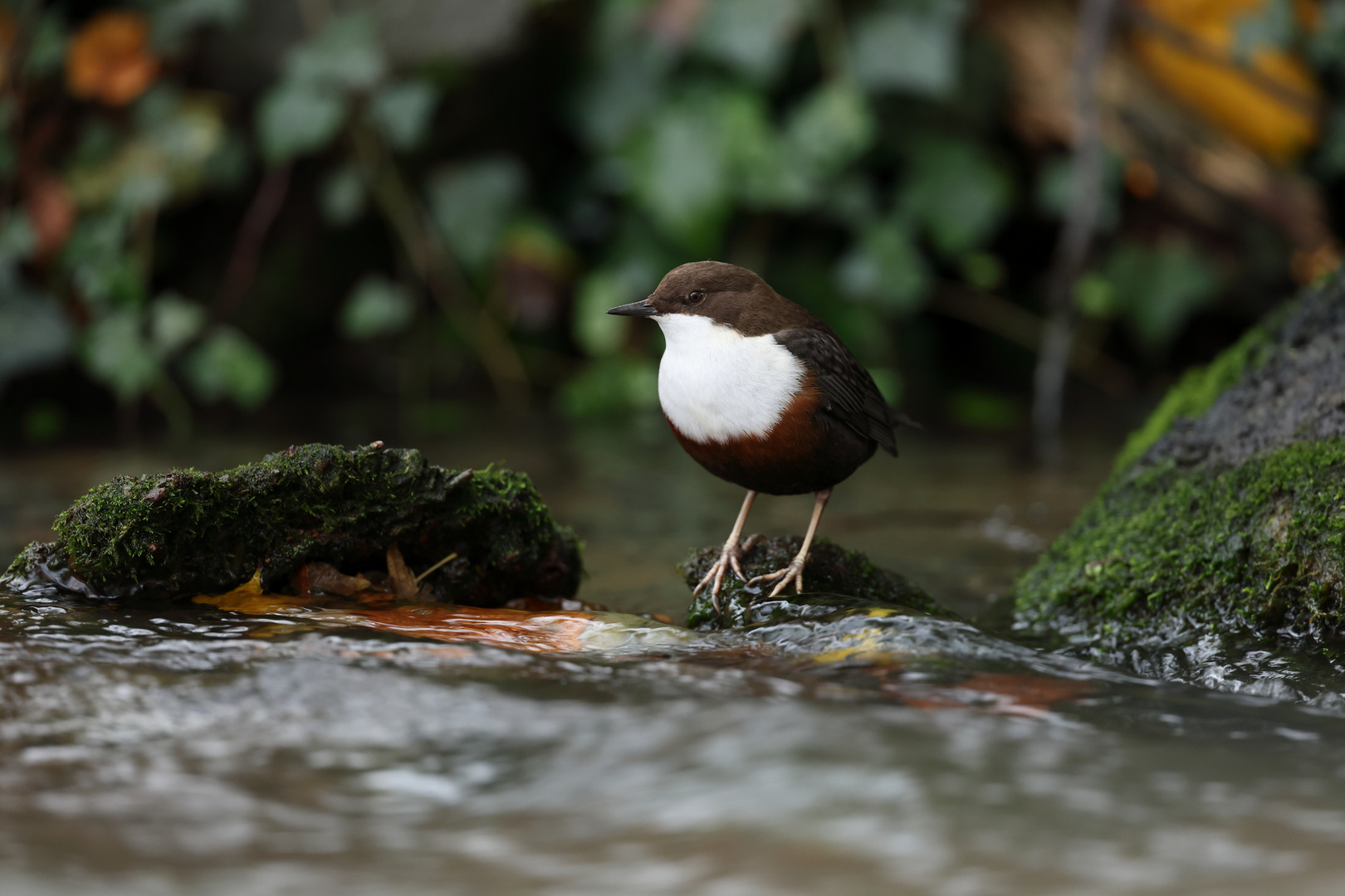 Wasseramsel