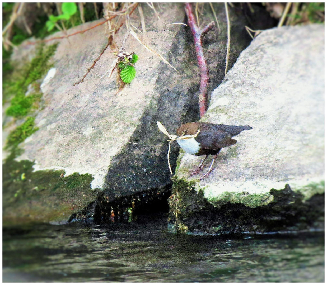 Wasseramsel