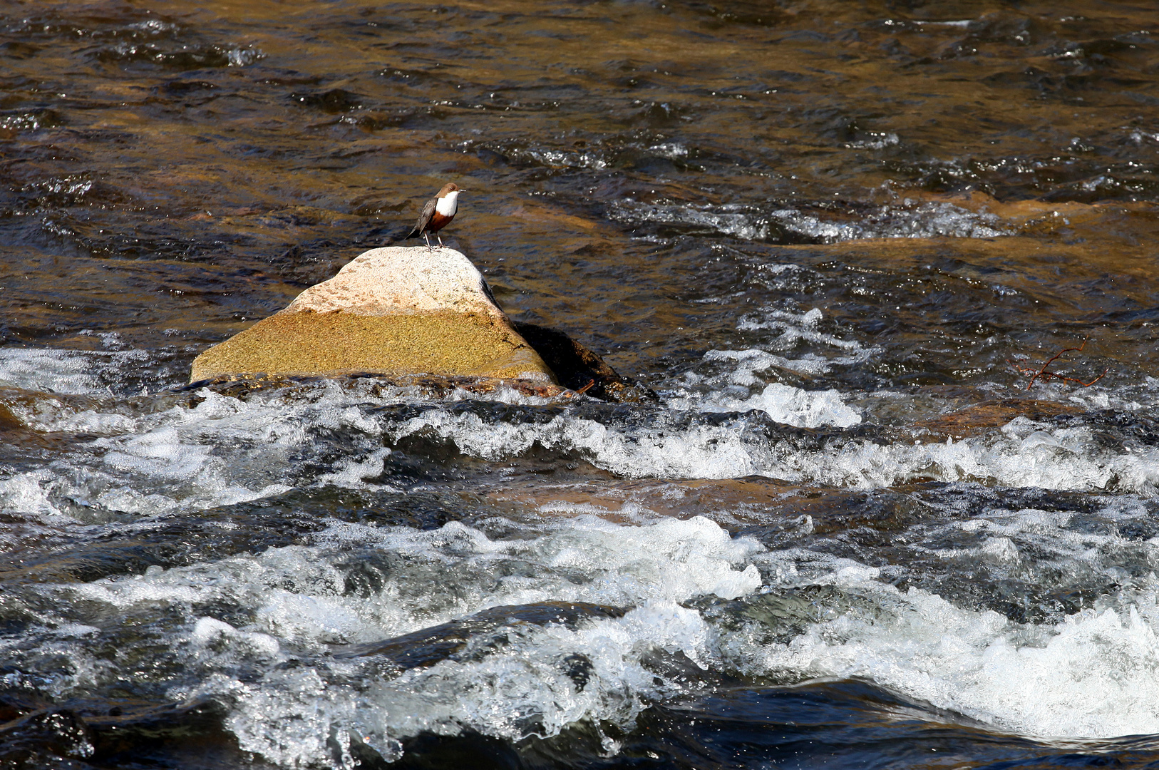 Wasseramsel