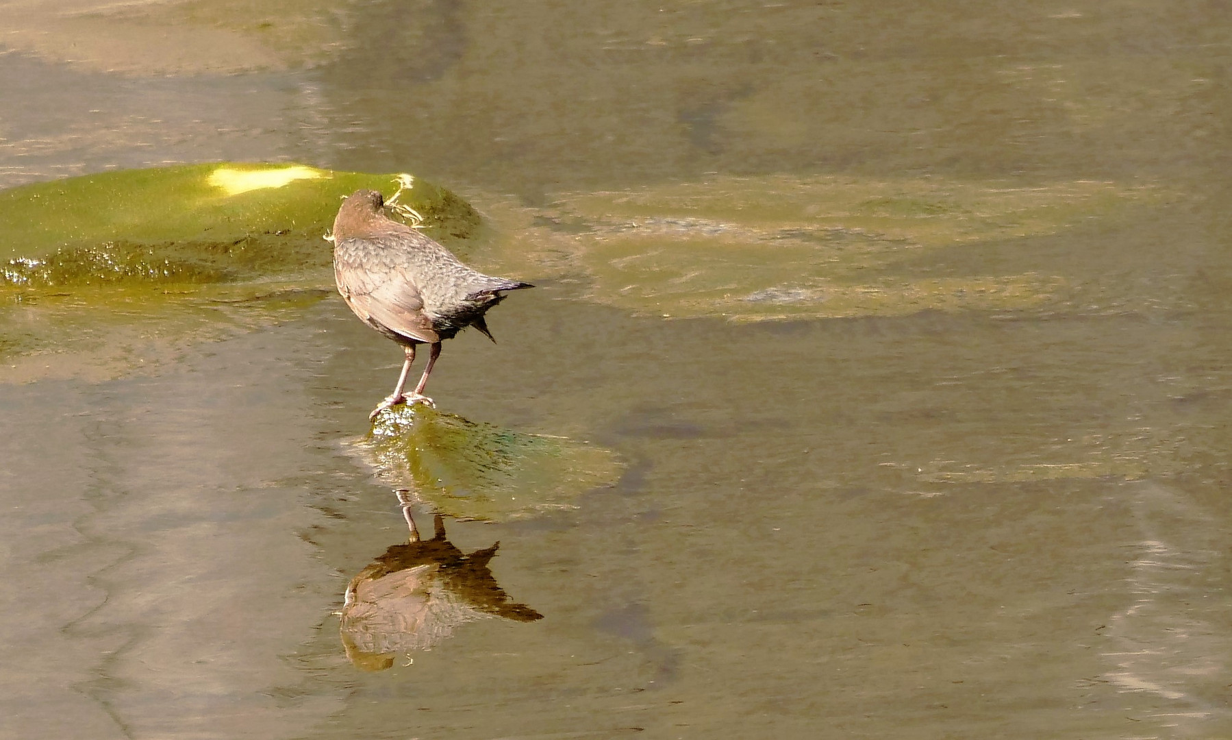 Wasseramsel