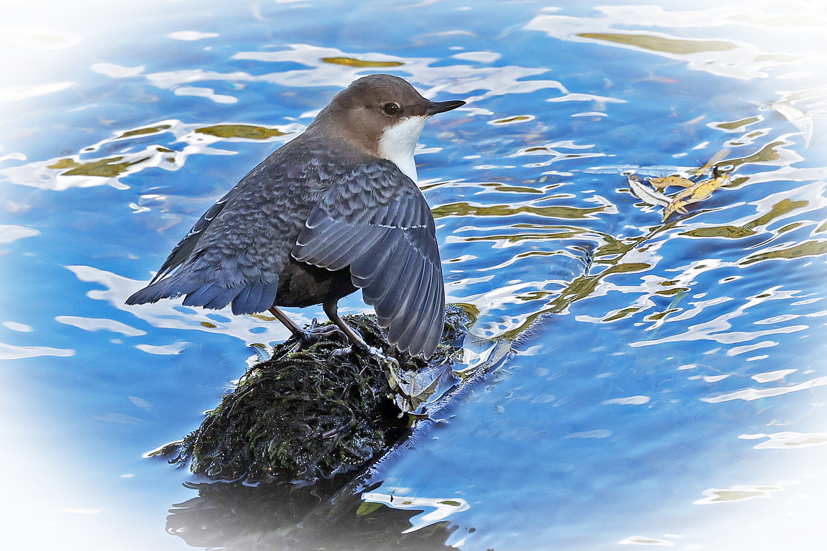 Wasseramsel