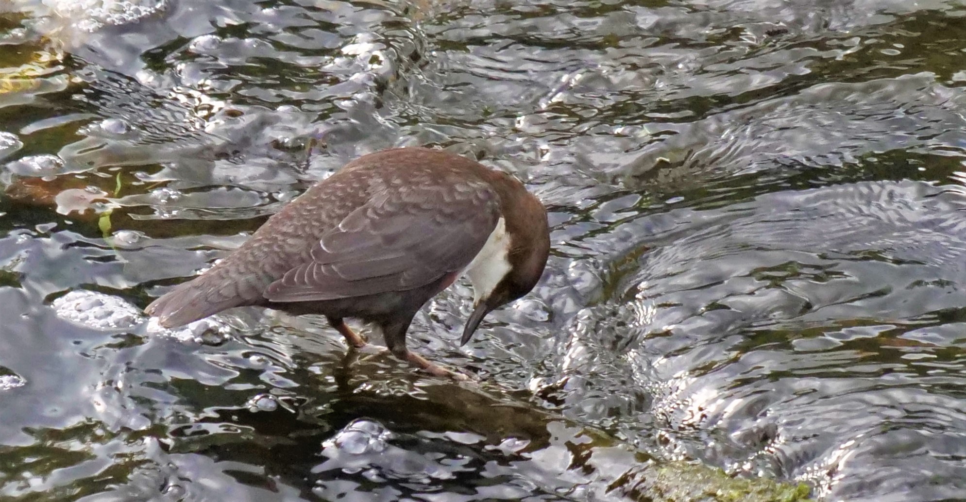 Wasseramsel