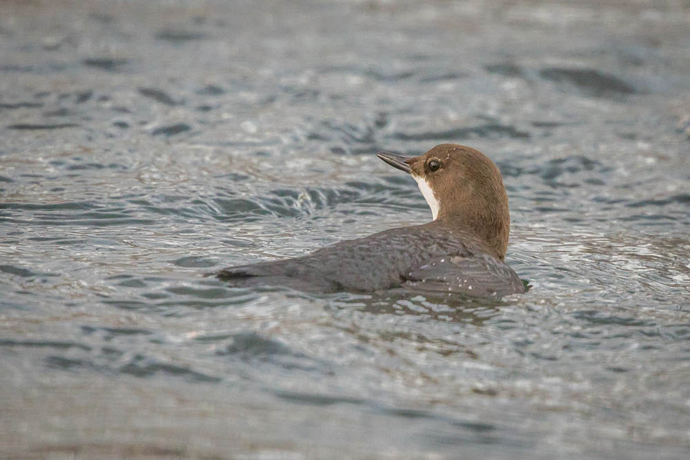 Wasseramsel