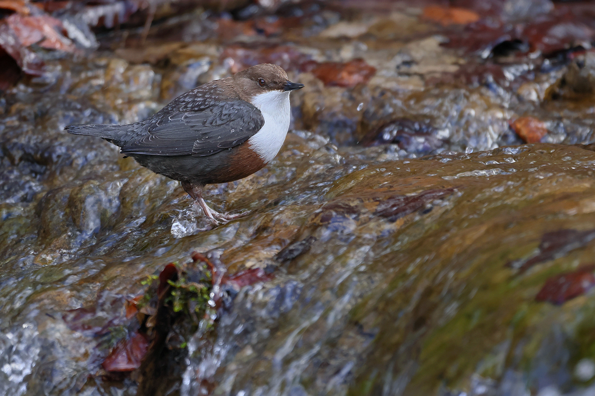 Wasseramsel