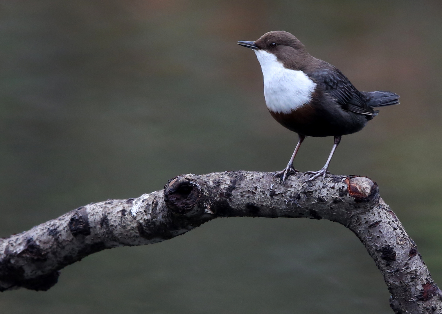 Wasseramsel 