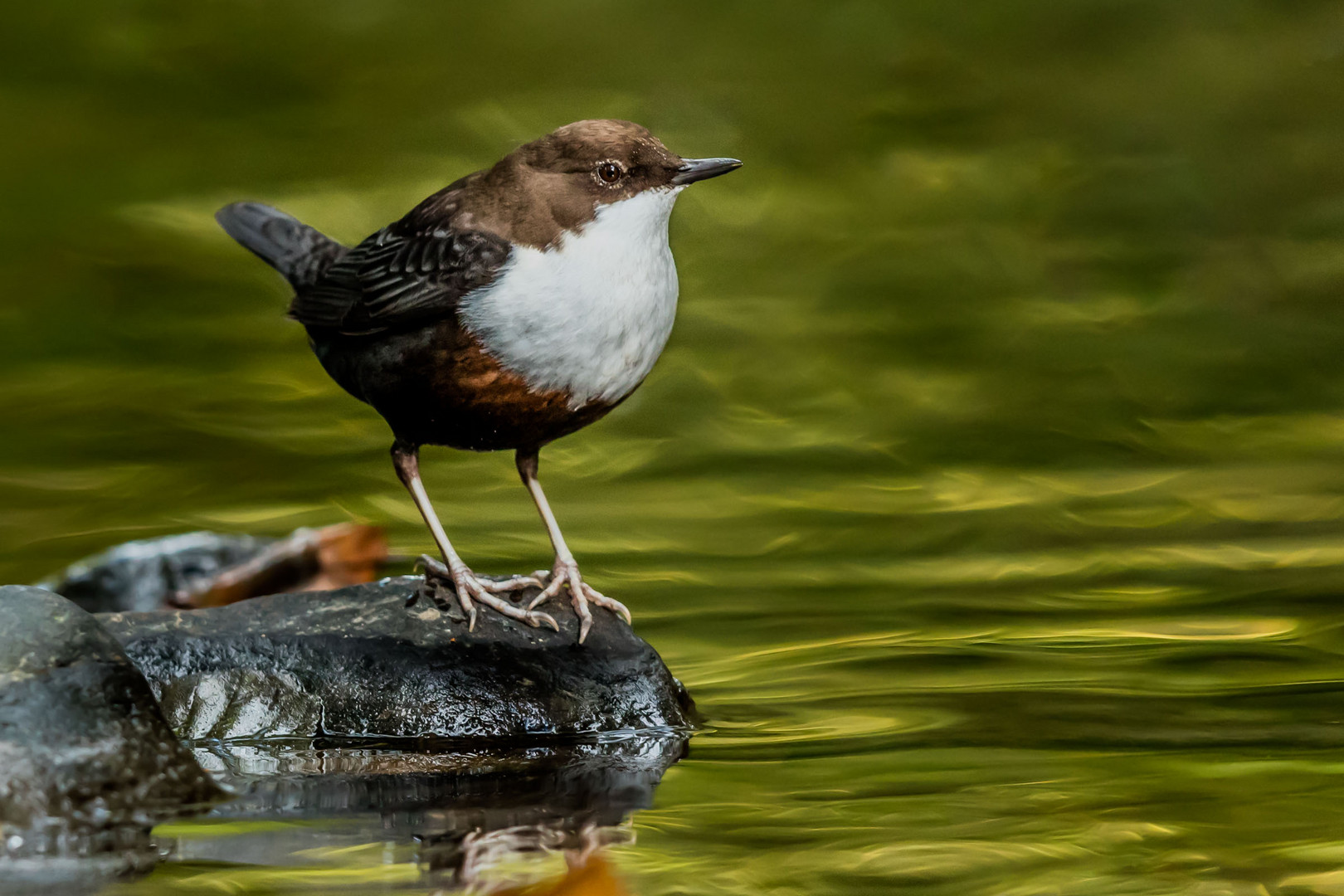 Wasseramsel