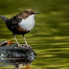 Wasseramsel