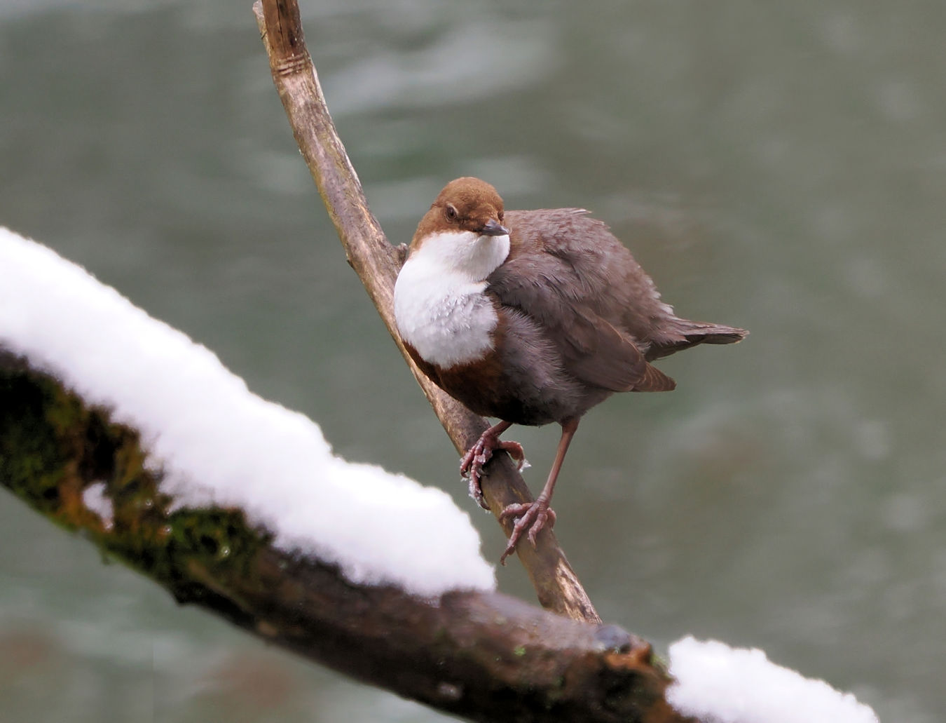 Wasseramsel