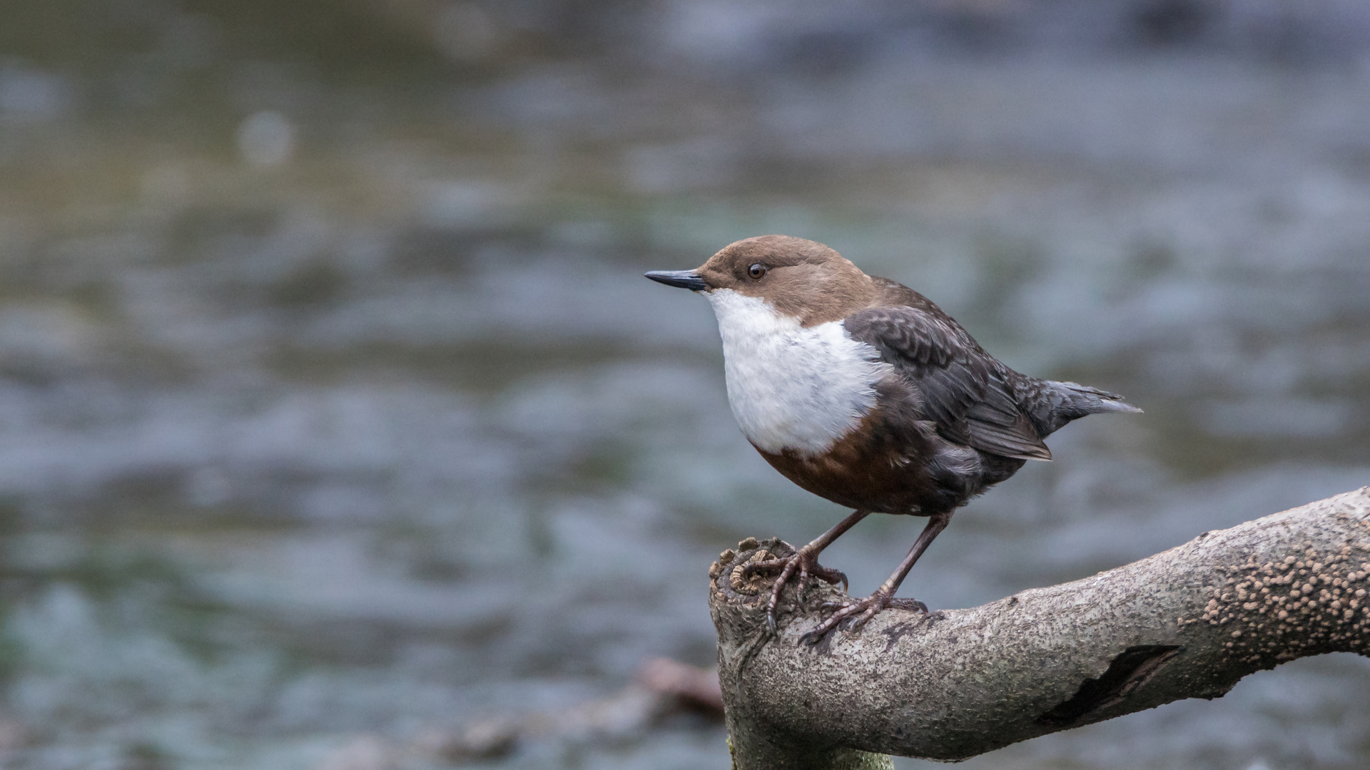 Wasseramsel