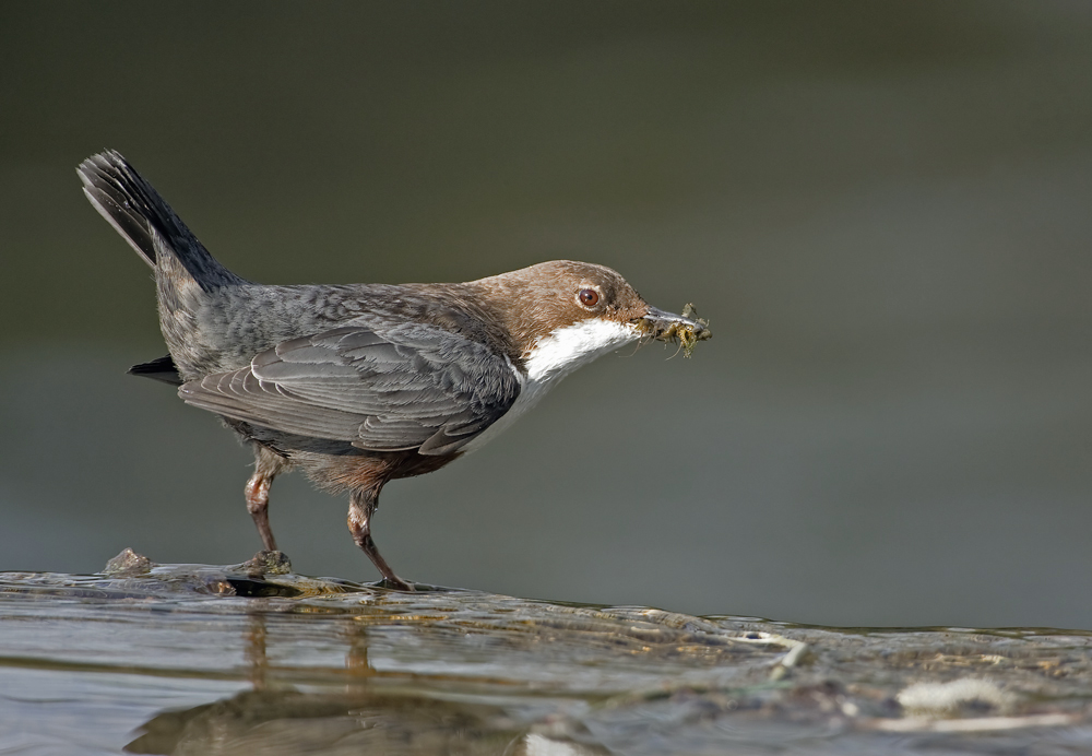 Wasseramsel