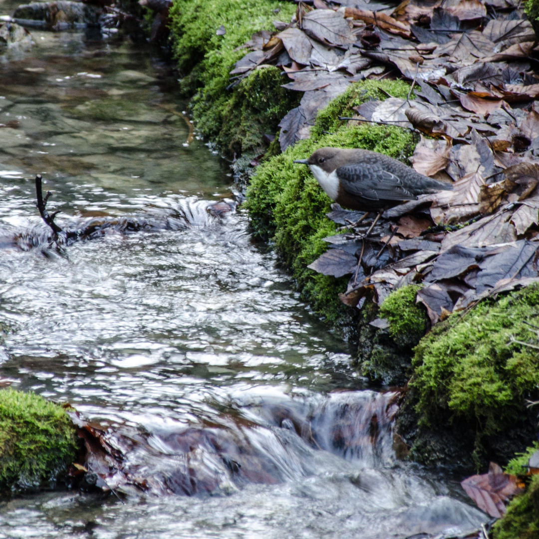 Wasseramsel