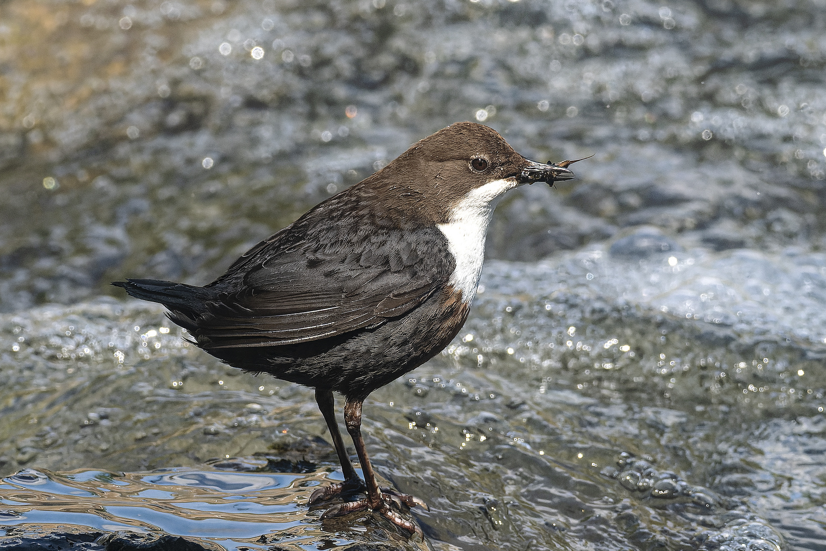  Wasseramsel