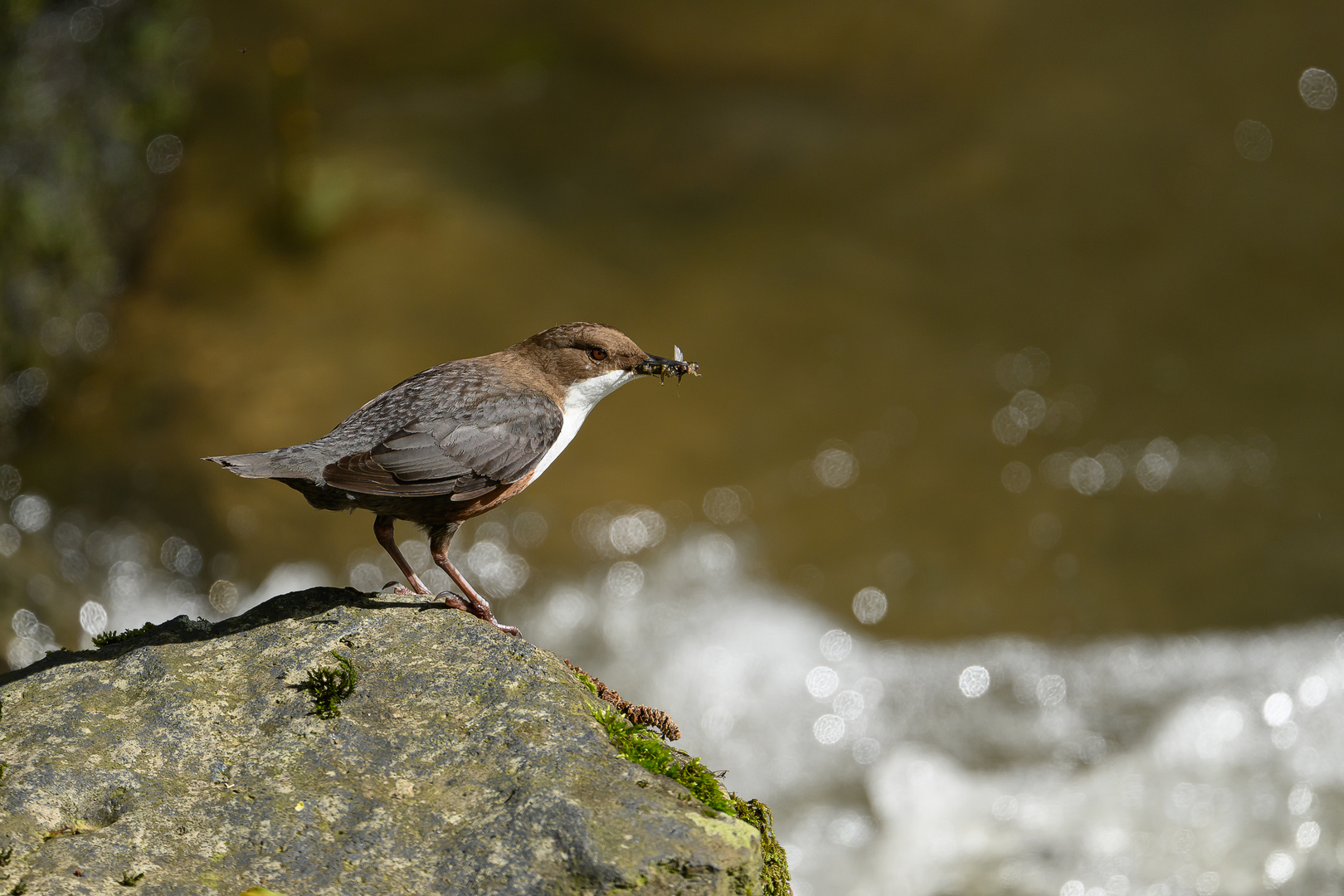 Wasseramsel