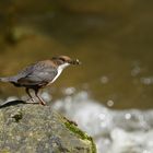 Wasseramsel