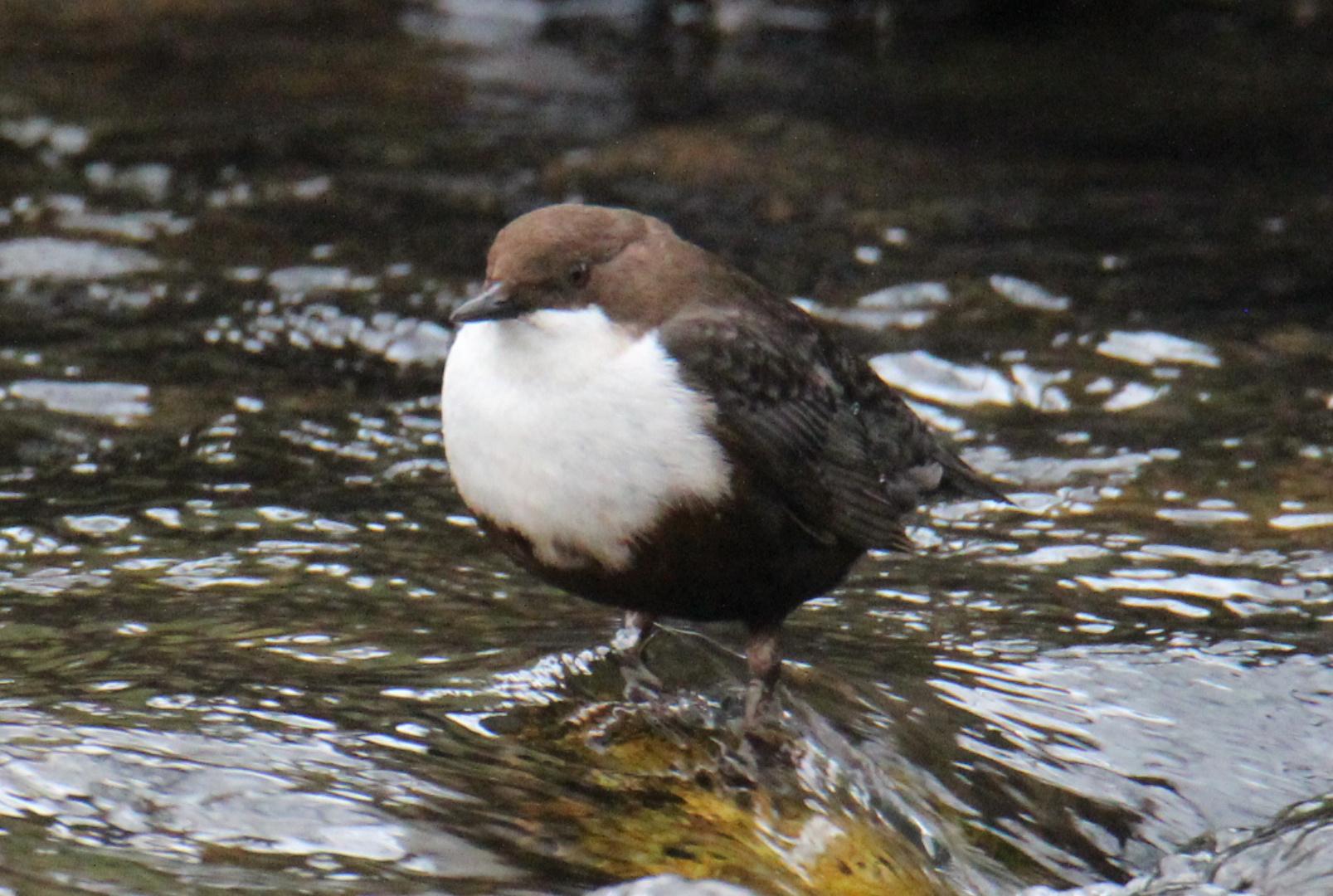 Wasseramsel