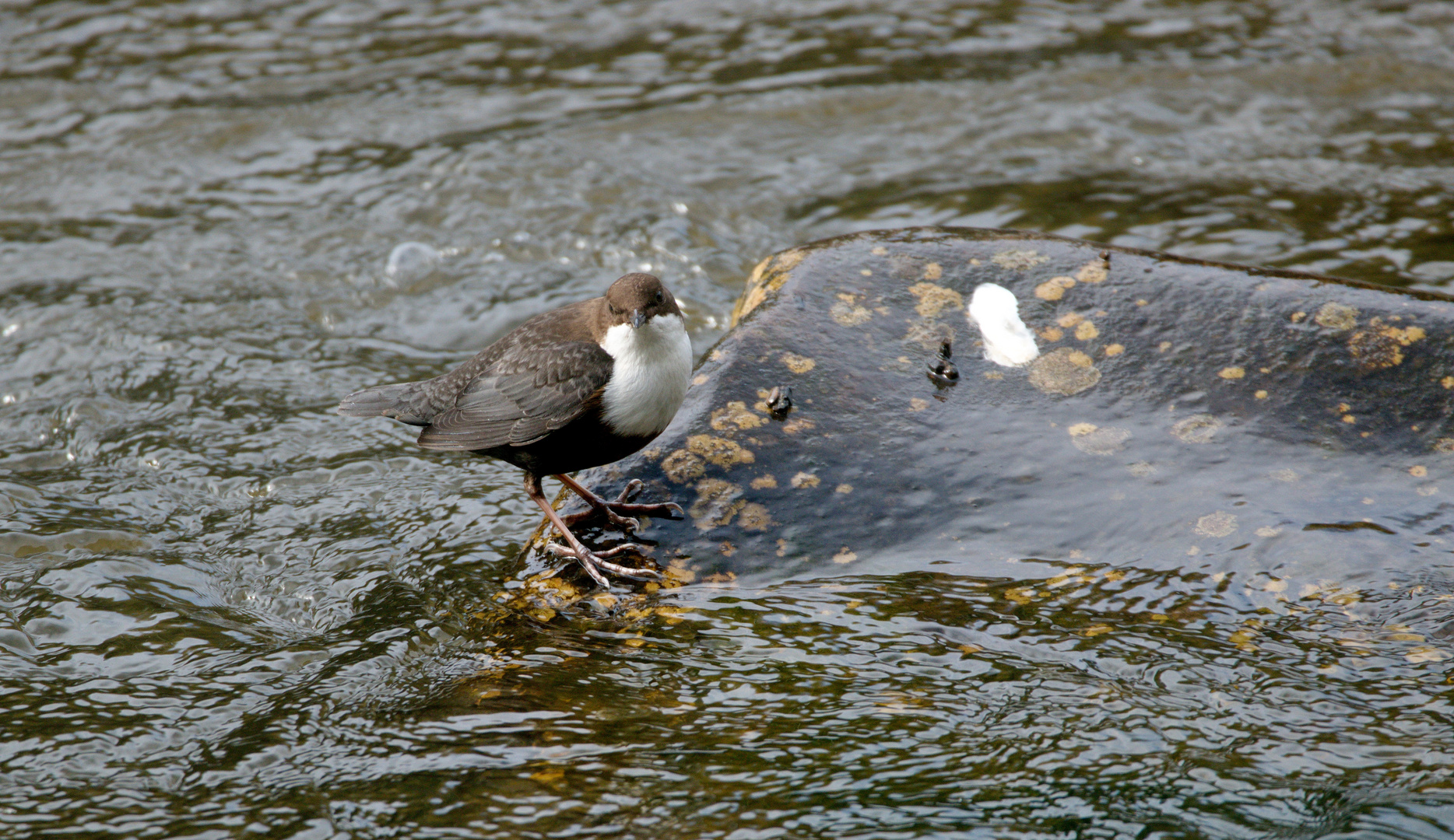   Wasseramsel