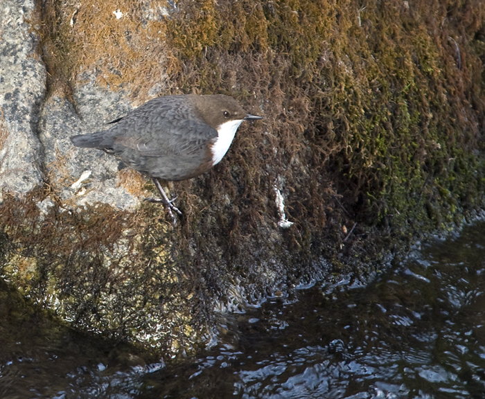 Wasseramsel