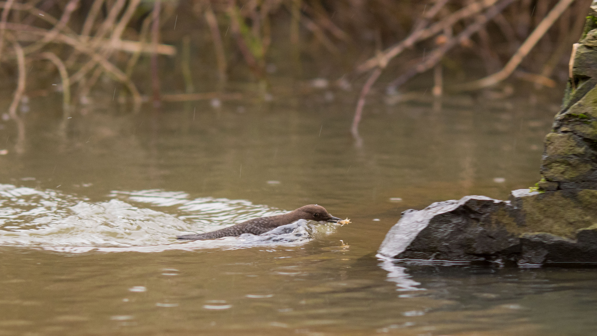 Wasseramsel