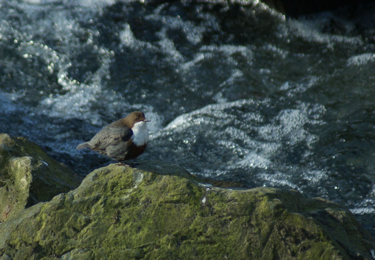 Wasseramsel 4