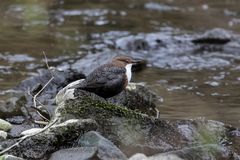 Wasseramsel