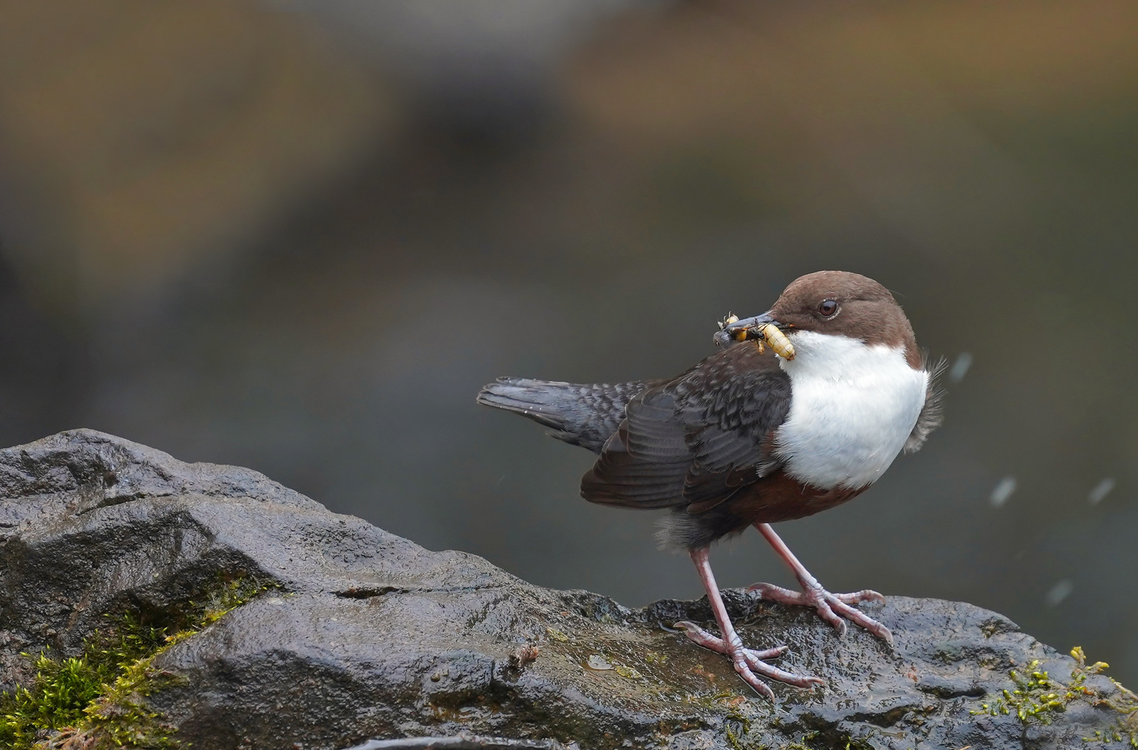 Wasseramsel