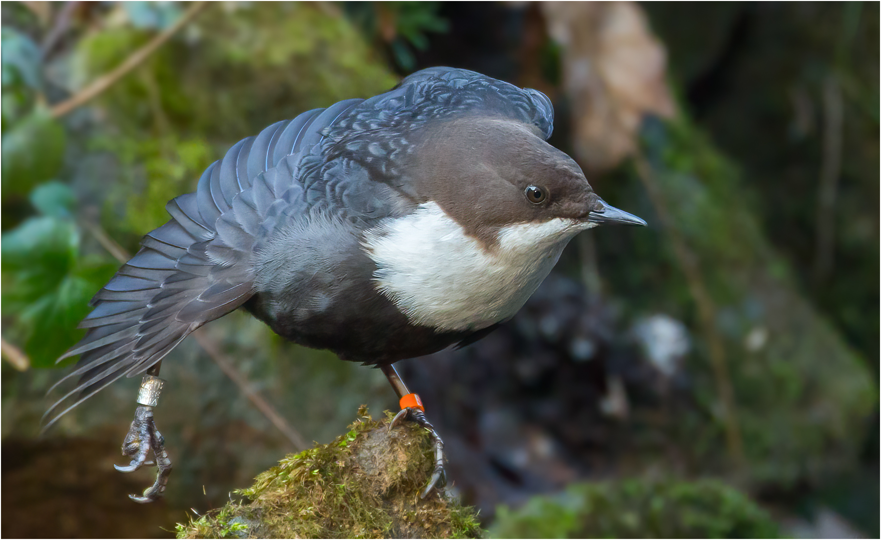 Wasseramsel