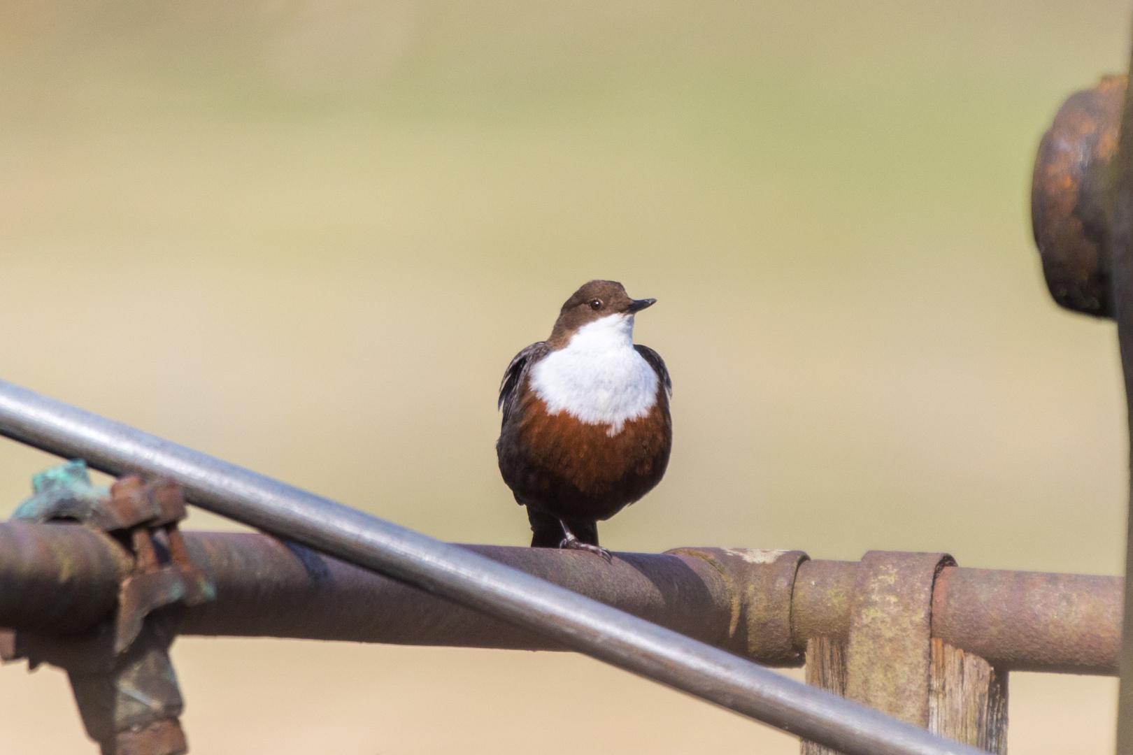 Wasseramsel