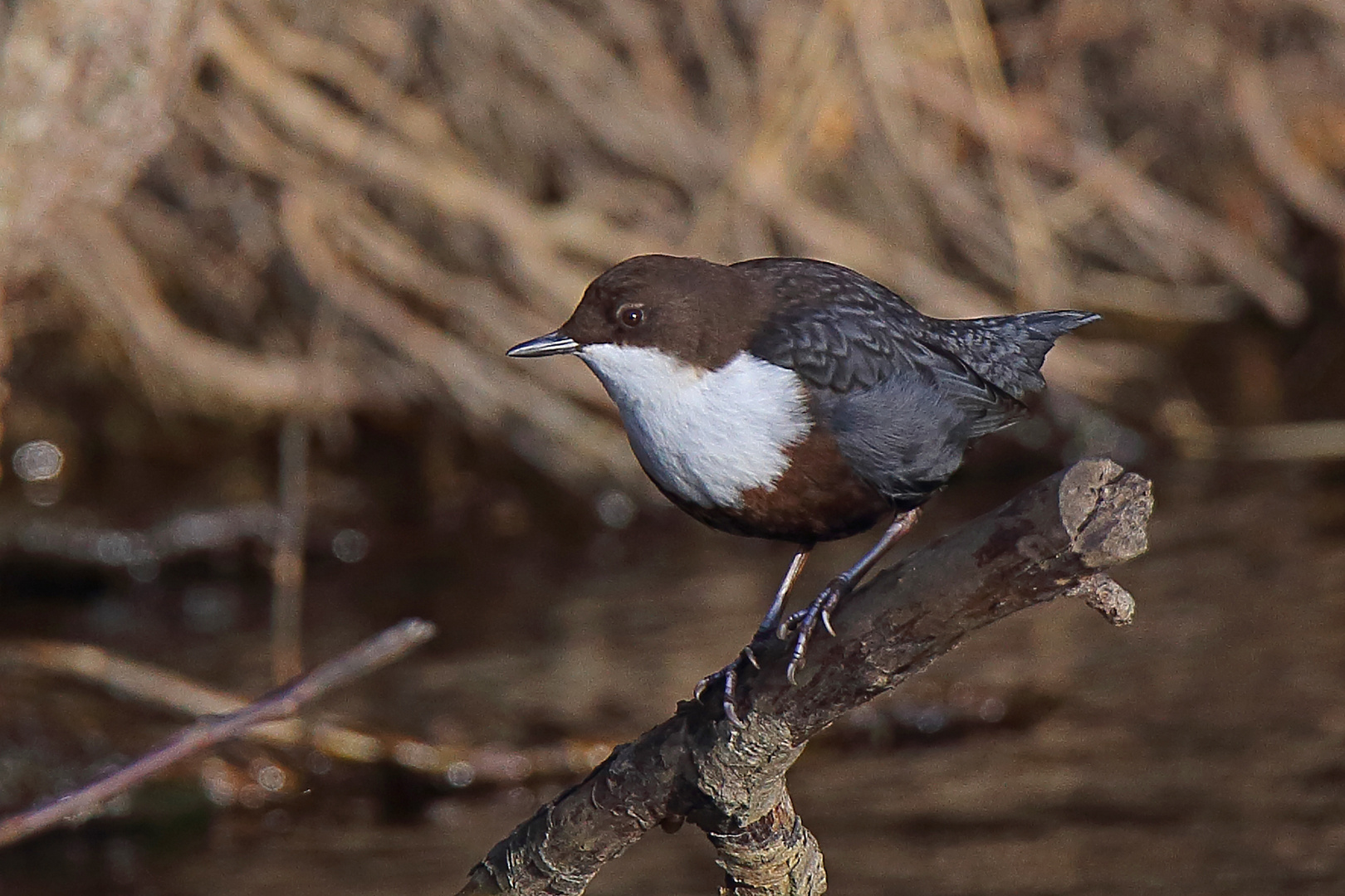 Wasseramsel 