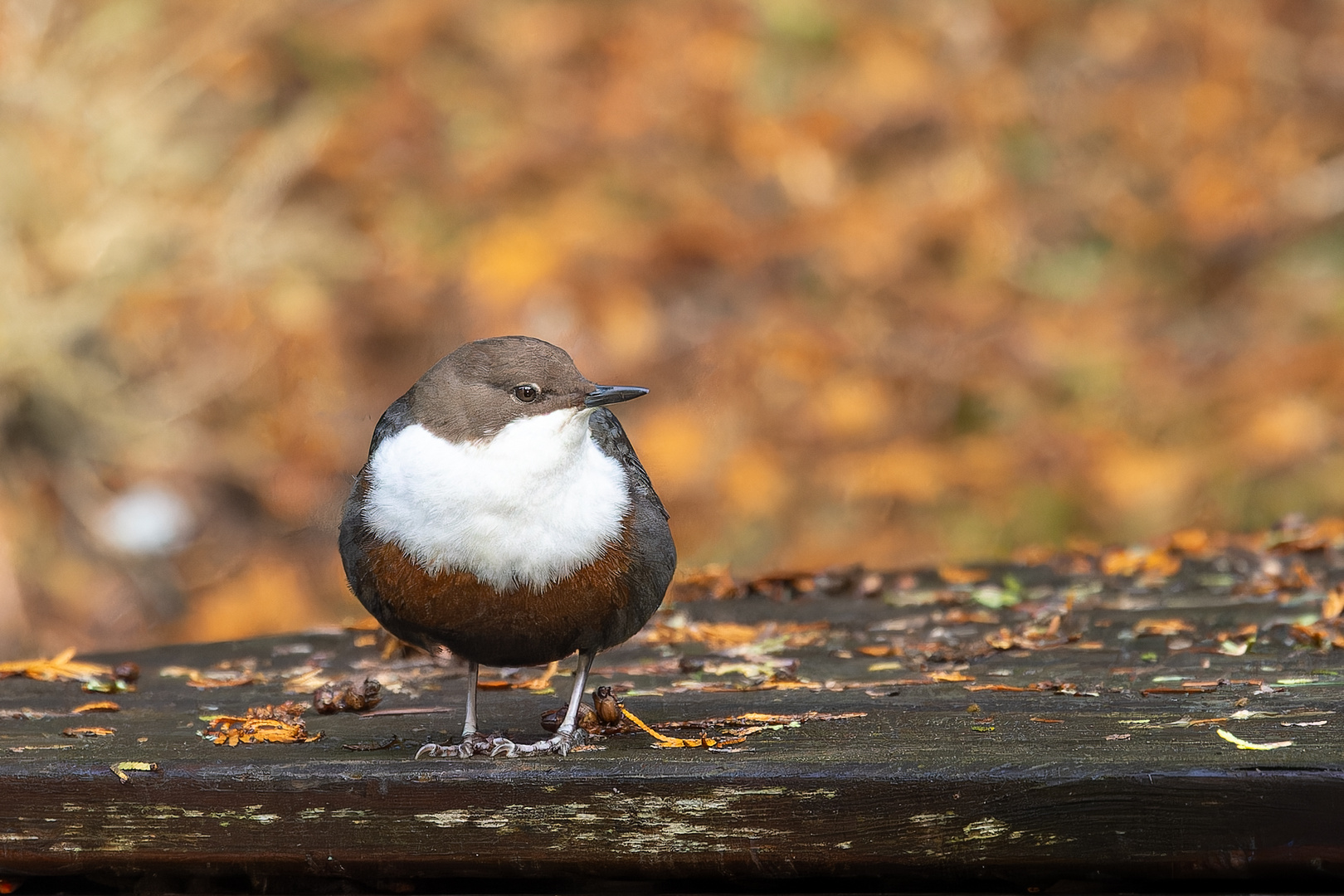 Wasseramsel