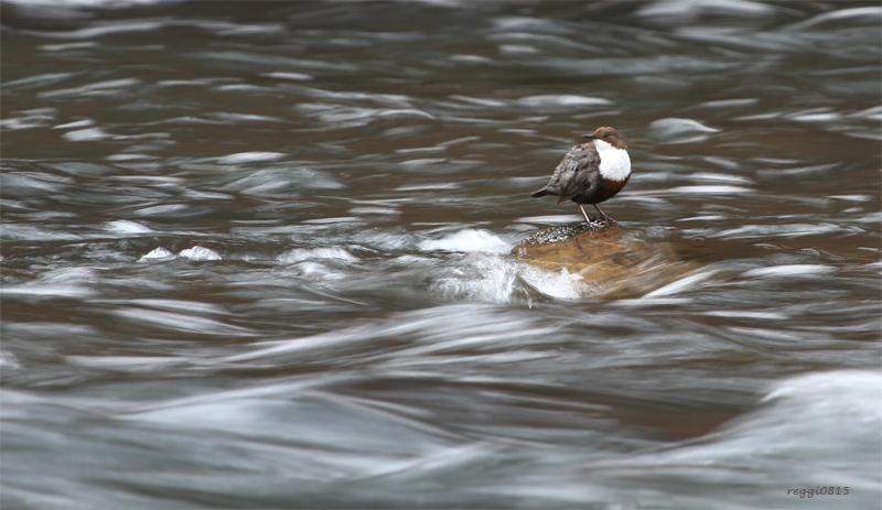 Wasseramsel