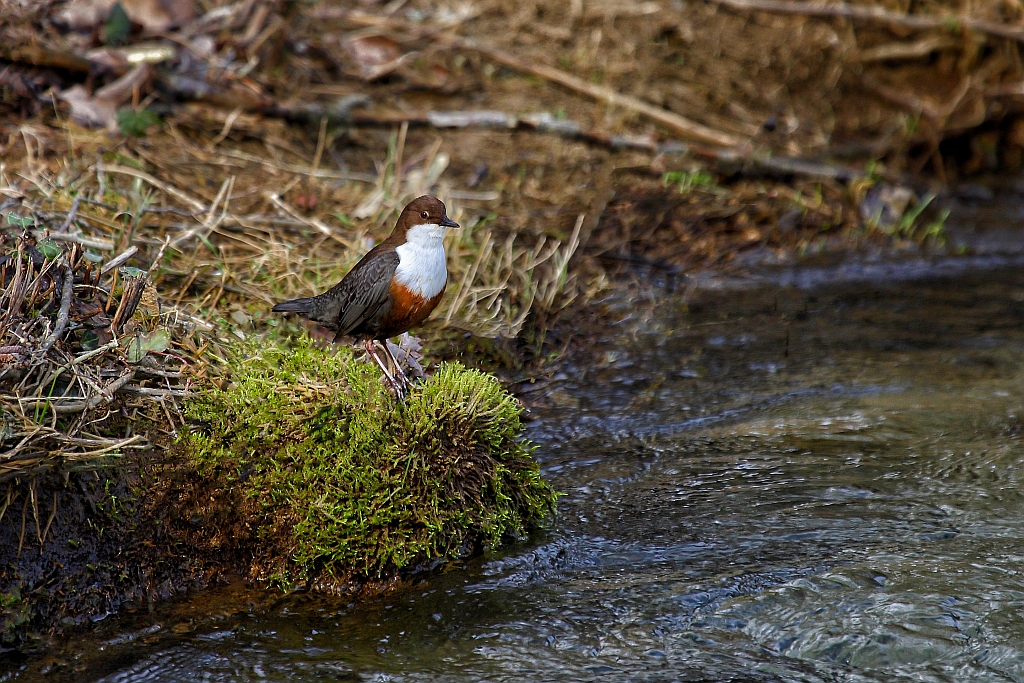 Wasseramsel