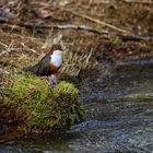 Wasseramsel