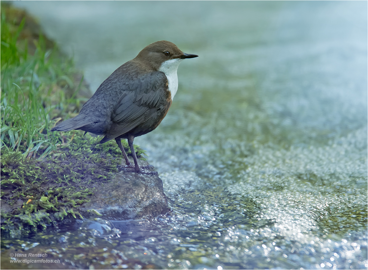 Wasseramsel 